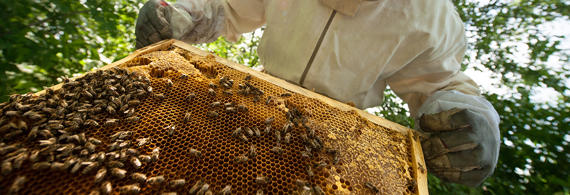 Beekeeping Insurance